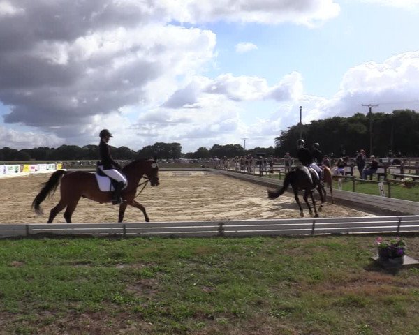 Reitturnier Ostbevern 2020