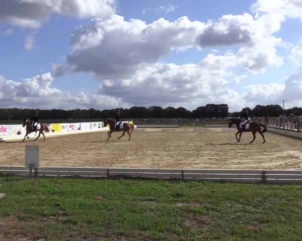 Reitturnier Ostbevern 2020