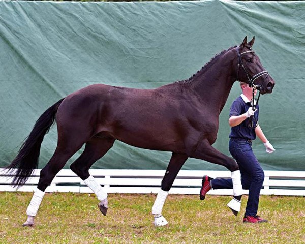 Pferd Christo (Hannoveraner, 2012, von Christ)