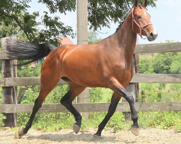 horse Galilee (KWPN (Royal Dutch Sporthorse), 2011, from Arezzo VDL)