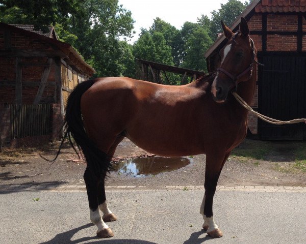 broodmare Susie Star (Hanoverian, 2006, from Stakkato)