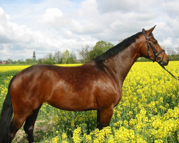 broodmare Daylight One (Westphalian, 2001, from Donnerruf)