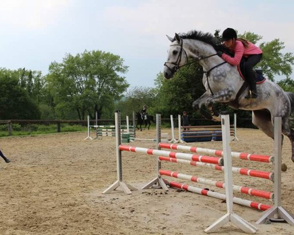 Springpferd Classic Calimbo (Westfale, 2010, von Congress)