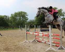 jumper Classic Calimbo (Westphalian, 2010, from Congress)