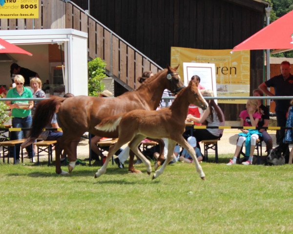 horse Casanova (German Riding Pony, 2015, from Casino Royale K WE)
