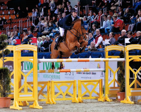 jumper Csarano D'Argilla Z (Zangersheide riding horse, 2004, from Coriano)