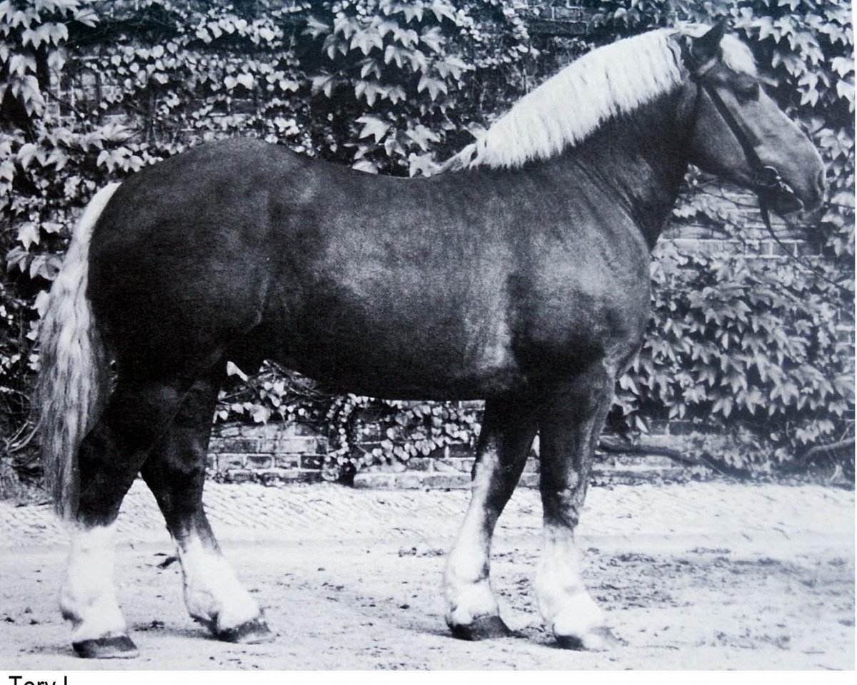Deckhengst Tory 1 (Westfälisches Kaltblut, 1965, von Torol)