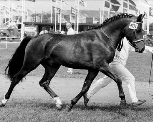 stallion Horsemosens Sandro (New Forest Pony, 1980, from Wolferhoeve's Wendro)