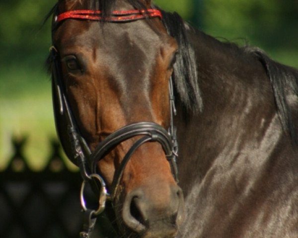 horse Donna Belissima (Hanoverian,  , from Dramatic)