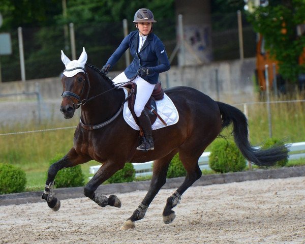 dressage horse Rubens Rhodos (Oldenburg, 2007, from Rohdiamant)