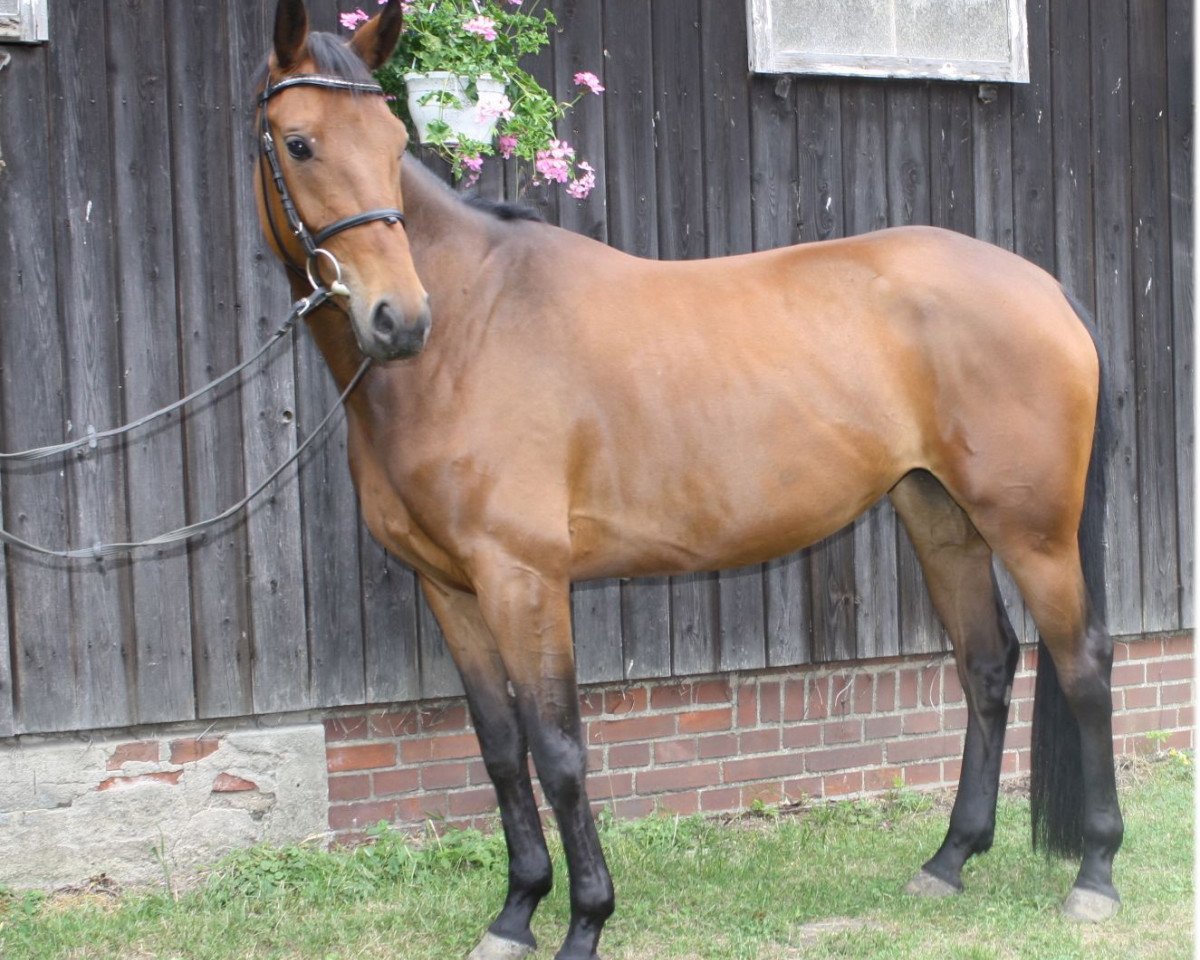 broodmare Bubble-Gum (Hanoverian, 2011, from Bonifatius)