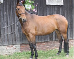 broodmare Bubble-Gum (Hanoverian, 2011, from Bonifatius)