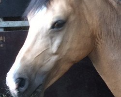 dressage horse Best Fireflies (German Riding Pony, 2007, from Hightrick)