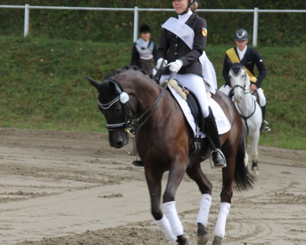 dressage horse Big Odonkor (German Riding Pony, 2009, from Offshore Energy R)