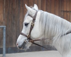 dressage horse Querida (Arab half breed / Partbred, 2010, from Quickly du Sauveterre)