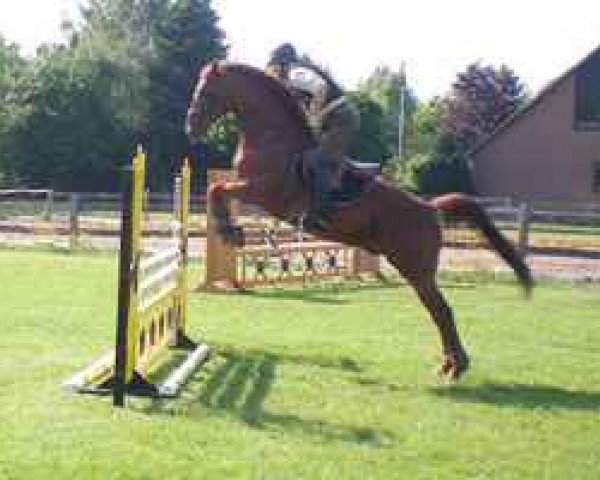 dressage horse Antibes ITM (Trakehner, 2001, from Pondor)