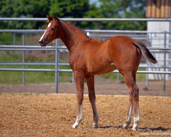 broodmare Jaspis (German Sport Horse, 2015, from Callaho's Benicio)