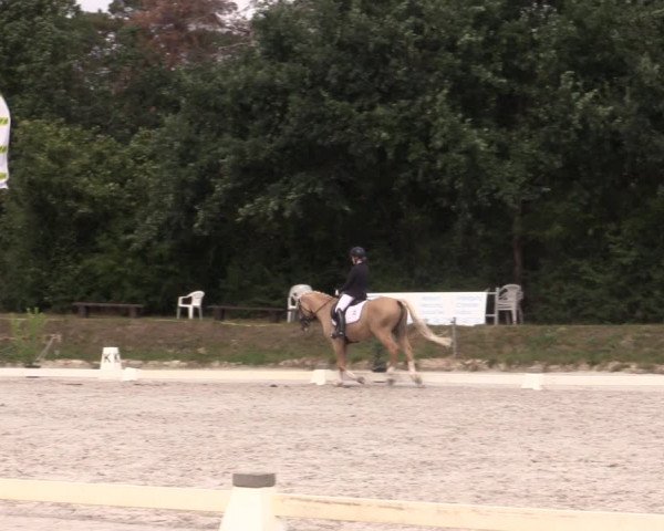 Reitturnier Pietzpuhl 2020