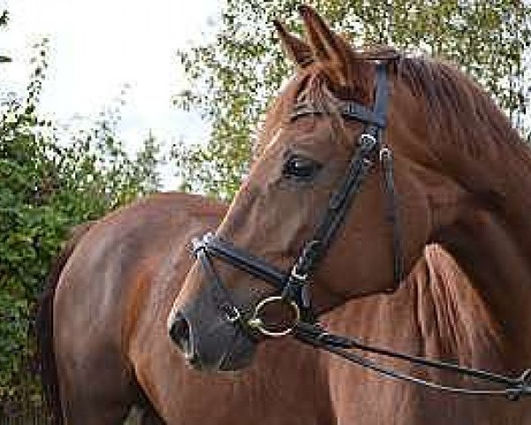 dressage horse Bel Chanel (Trakehner, 2007, from Blitz und Donner)