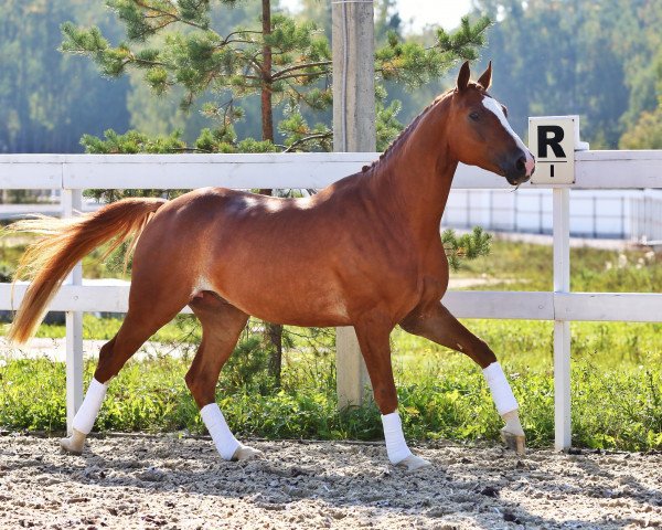 horse Limited Edition (Oldenburg, 2010, from L'espoir)