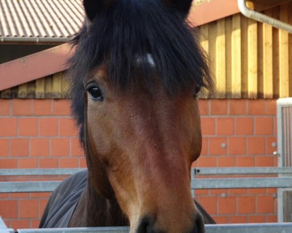 dressage horse Don Chirico (Holsteiner, 2009, from de Chirico)