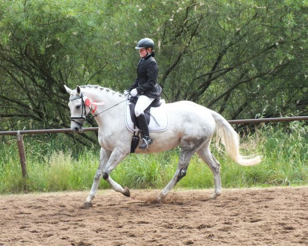 dressage horse Prime Time 45 (German Warmblood, 2007, from Prominenz)