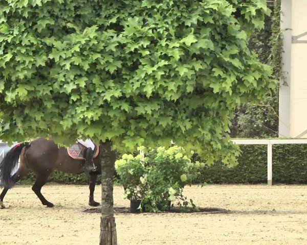 Reitturnier St.Wendel, Gestüt Welvert 2020