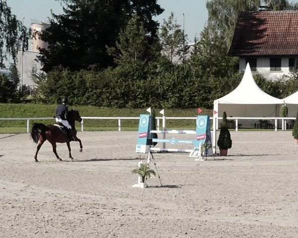Pferdesporttage Bülach 2021