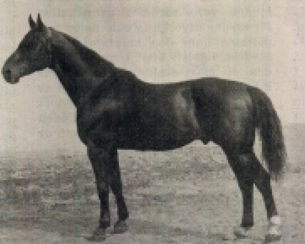 stallion Avepal (Swedish Warmblood, 1909, from Avanti) stallion Avepal (Swedish Warmblood, 1909, from Avanti)