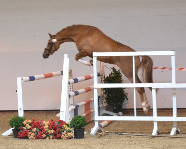broodmare Golden Hope 3 (German Riding Pony, 2010, from Halifax)