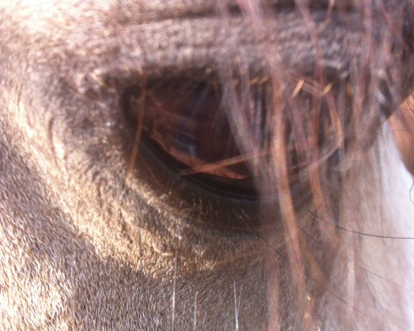 horse Elberton (Arabian purebred, 2010, from Poganin ox)