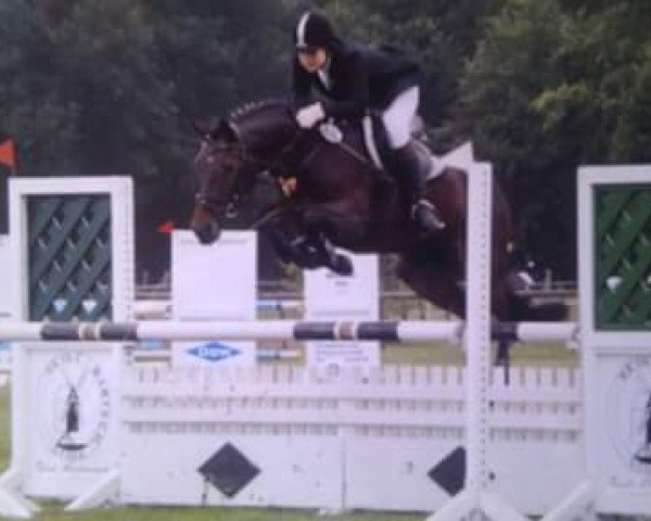 jumper Jessy zweitausend (New Forest Pony, 2000, from Moderato II)