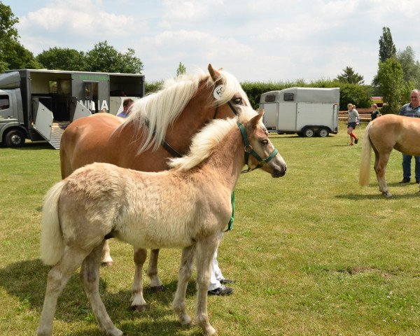 horse Antani (Haflinger, 2015, from Anthony's Hill)