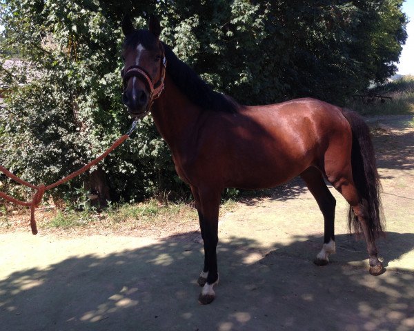 horse Nutcracker (German Riding Pony, 2012, from Nemax)
