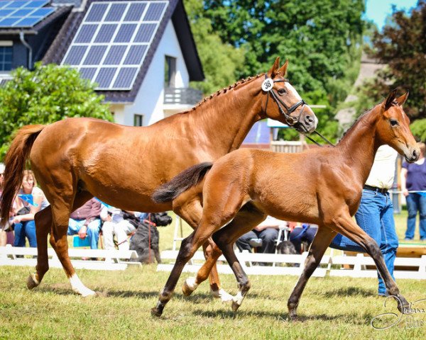horse Fürst Roccolo (Hanoverian, 2015, from Fürst Romancier)