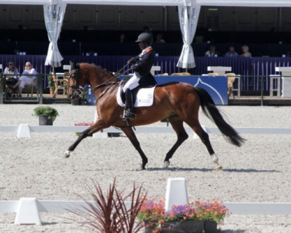 Cavallo Filia H. DVB (Westfale, 2005, di Fuchsberger)