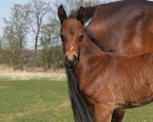 horse Asti brillante (German Sport Horse, 2015, from Asti Spumante 7)