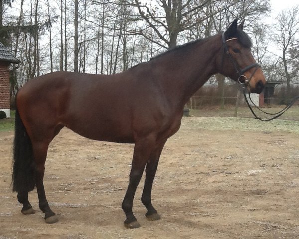 Pferd Cascada Verde (Holsteiner, 2008, von Cristo)