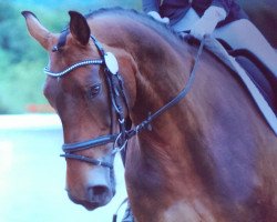 broodmare Domina ITT (Oldenburg, 2006, from Dr. Jackson D)