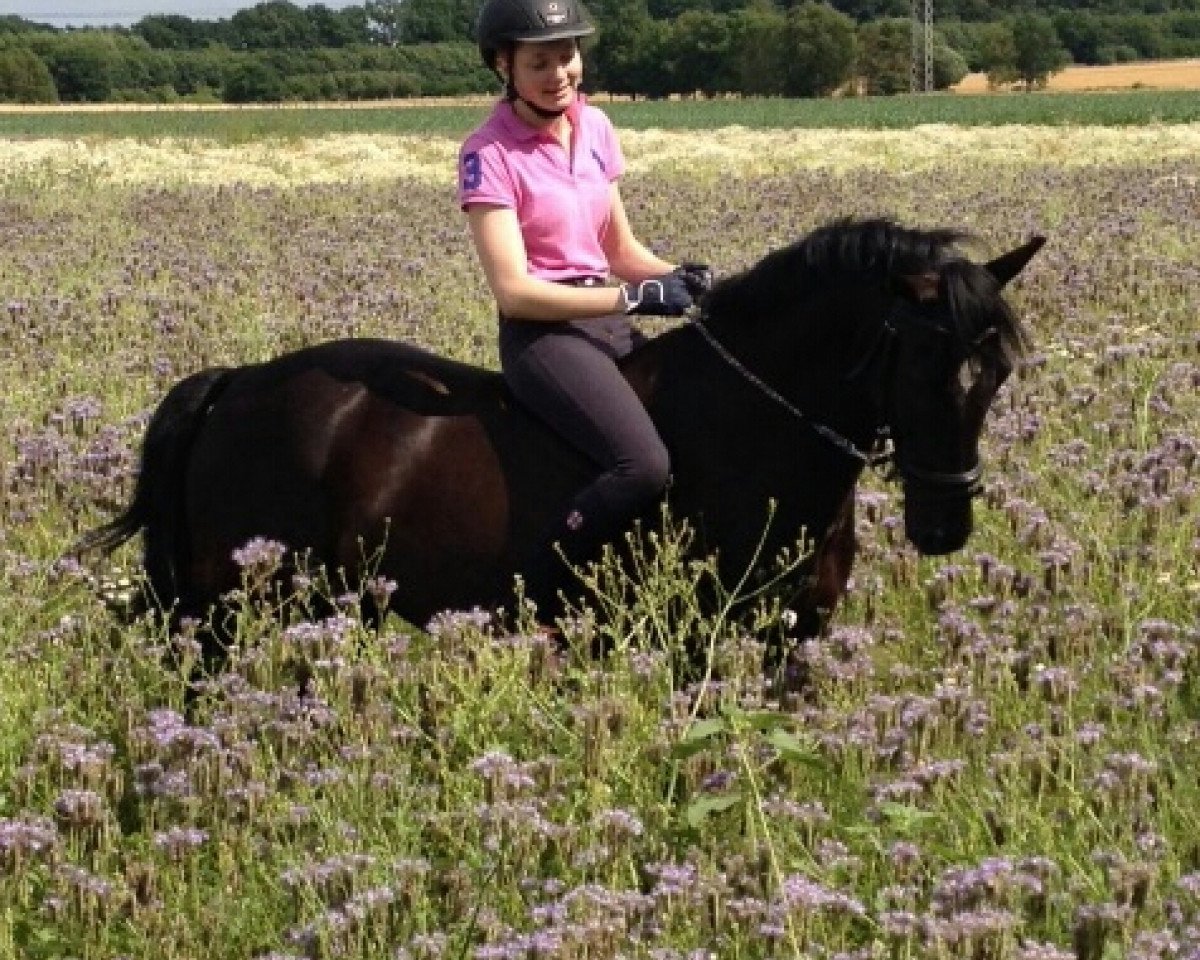 horse Nanuk (German Riding Pony, 2006, from Nightstar)