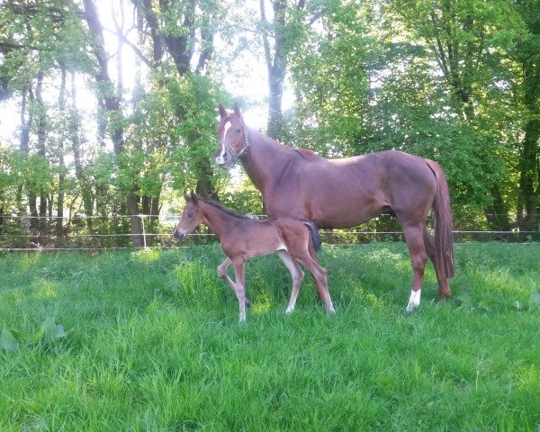 broodmare Angie (Oldenburg, 2009, from Serano Gold)