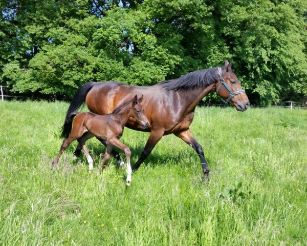 broodmare Felicita 807 (Westphalian, 2007, from Floresco NRW)