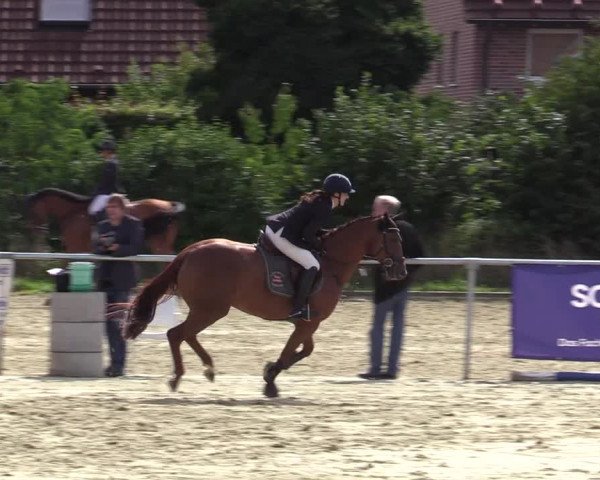 Reitturnier Ascheberg 2020