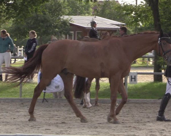 Reitturnier Ascheberg 2020