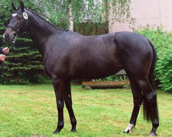 broodmare Unique II (Trakehner, 2005, from K2 T)