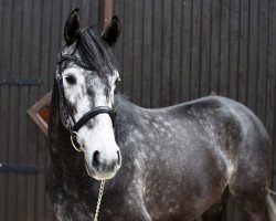 dressage horse Friday 10 (Hanoverian, 2011, from Fürst Nymphenburg)