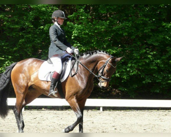 Dressurpferd Quickstep 39 (Hannoveraner, 2008, von Quicksilber) Dressurpferd Quickstep 39 (Hannoveraner, 2008, von Quicksilber)