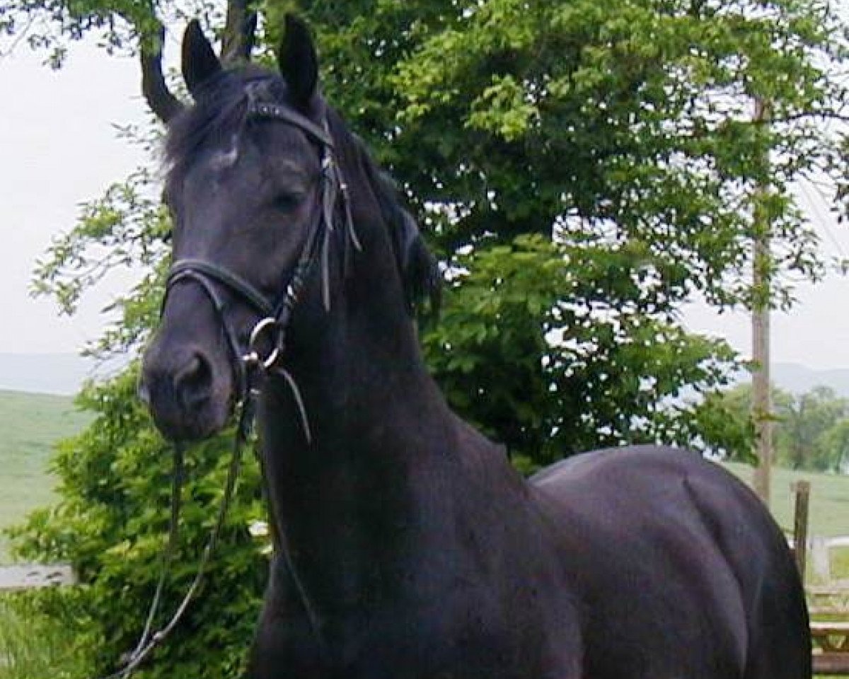 stallion Rapptaenzer (Oldenburg, 1991, from Rubinstein I)