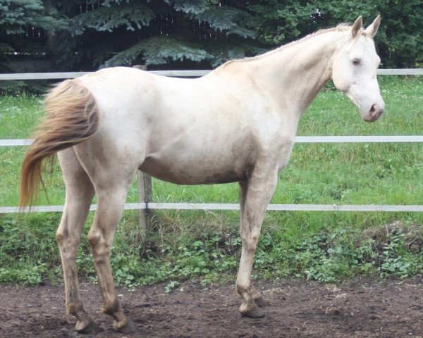 broodmare Khremissima GF (German Warmblood, 2005, from Khalvin Khlein KpM)