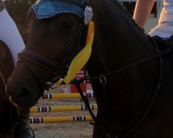 jumper Santiamo 3 (Trakehner, 2005, from Lafayette)